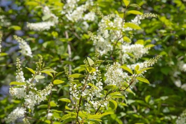 Prunus padus cépée 200-250