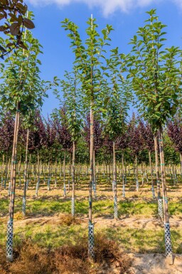 Prunus padus 'Watereri' haute-tige