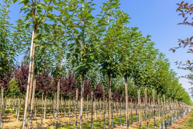 Prunus padus 'Watereri' haute-tige