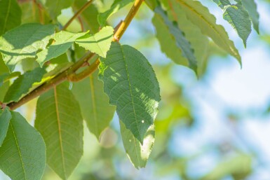 Prunus padus 'Watereri' haute-tige