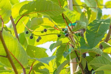 Prunus padus 'Watereri' haute-tige