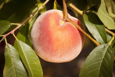 Prunus persica haute-tige 10/12