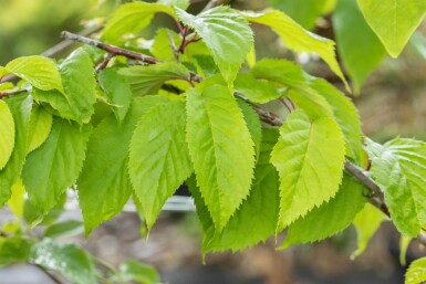 Prunus sargentii