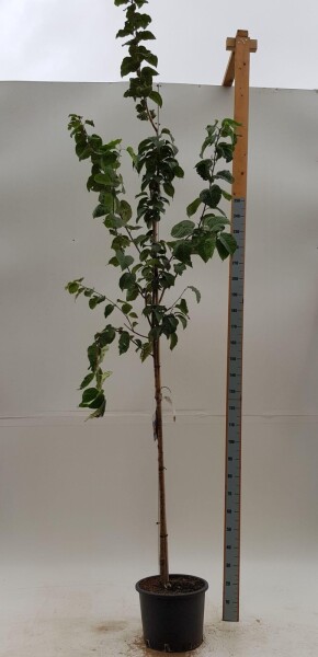 Prunus sargentii haute-tige 10/12