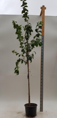 Prunus sargentii haute-tige 10/12