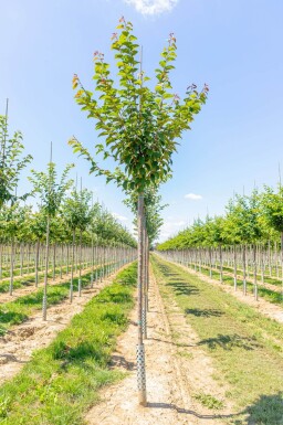 Prunus sargentii haute-tige 10/12