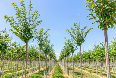 Prunus sargentii haute-tige 10/12