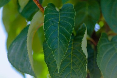 Prunus sargentii haute-tige 10/12