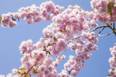 Prunus sargentii haute-tige 10/12