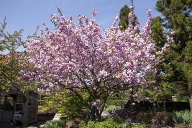 Prunus sargentii haute-tige 10/12