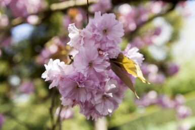 Prunus sargentii haute-tige 10/12
