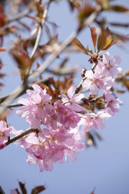 Prunus sargentii haute-tige 10/12