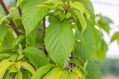 Prunus sargentii haute-tige 10/12
