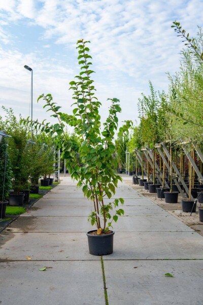 Prunus sargentii cépée