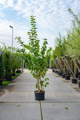 Prunus sargentii cépée