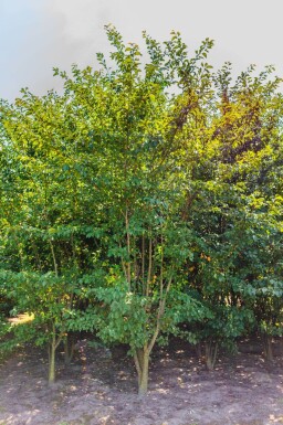 Prunus sargentii cépée