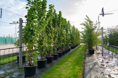 Prunus sargentii cépée