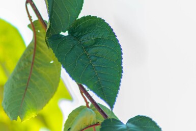Prunus sargentii cépée