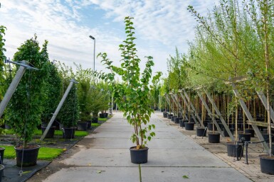 Prunus sargentii cépée
