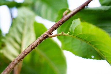 Prunus sargentii cépée