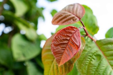 Prunus sargentii cépée