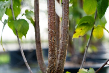 Prunus sargentii cépée