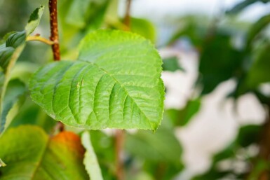 Prunus sargentii cépée