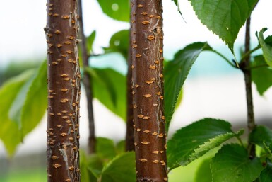 Prunus sargentii cépée