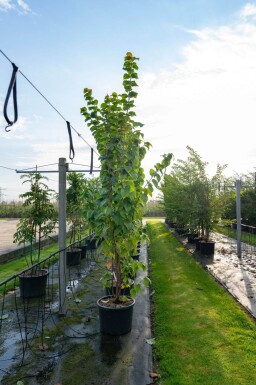 Prunus sargentii cépée