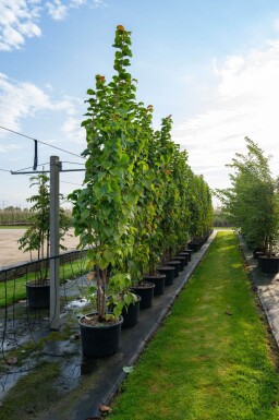 Prunus sargentii cépée