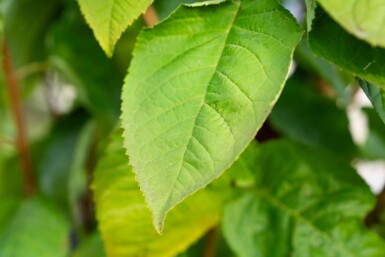 Prunus sargentii cépée