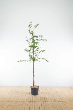 Prunus serrula haute-tige
