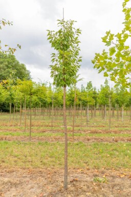 Prunus serrula haute-tige