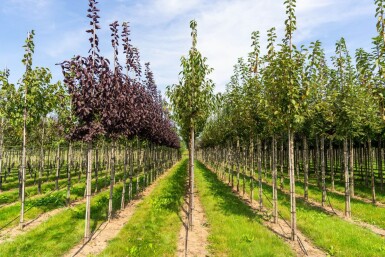 Prunus serrula haute-tige 16/18