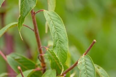 Prunus serrula haute-tige 16/18