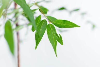 Prunus serrula haute-tige 16/18