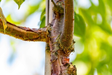Prunus serrula haute-tige 16/18