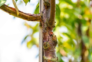Prunus serrula haute-tige 16/18