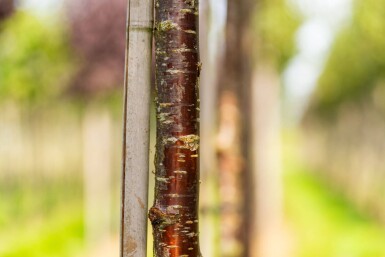 Prunus serrula haute-tige 16/18
