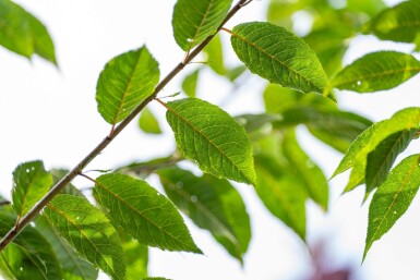 Prunus serrula haute-tige 16/18