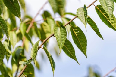 Prunus serrula haute-tige 16/18