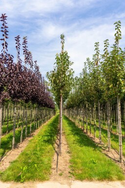 Prunus serrula haute-tige 16/18