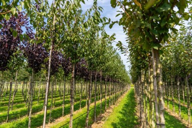 Prunus serrula haute-tige 16/18