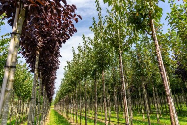 Prunus serrula haute-tige 16/18
