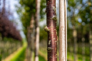 Prunus serrula haute-tige 16/18