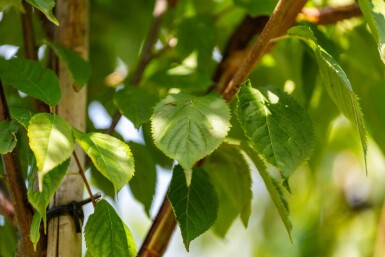 Prunus serrula haute-tige 16/18