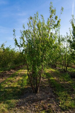 Prunus serrula cépée