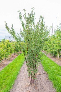 Prunus serrula cépée