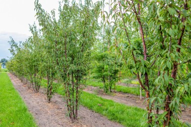Prunus serrula cépée