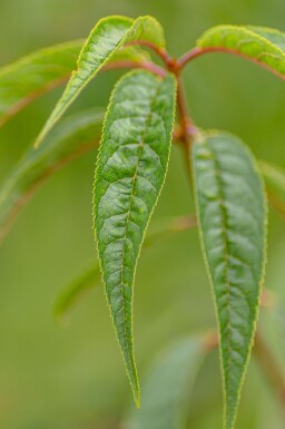 Prunus serrula cépée